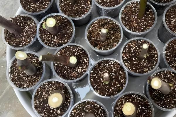 让银星秋海棠开花的方法，每天要提供7-9小时的光照