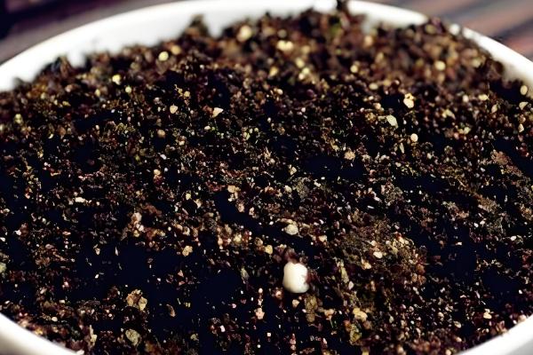 让银星秋海棠开花的方法，每天要提供7-9小时的光照