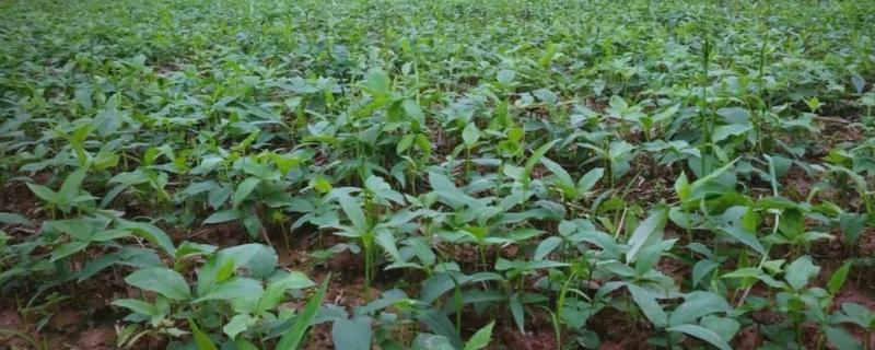 种植半夏施什么肥，基肥以腐熟有机肥为主