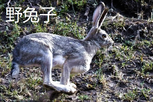 野兔子和家兔子的区别，其耳朵和外观均不同