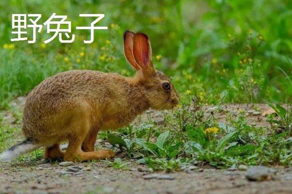 野兔子和家兔子的区别，其耳朵和外观均不同