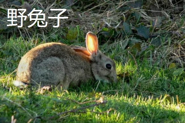 野兔子和家兔子的区别，其耳朵和外观均不同