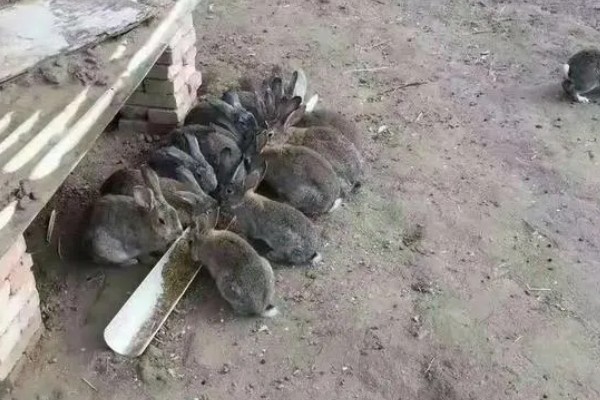 野兔子和家兔子的区别，其耳朵和外观均不同