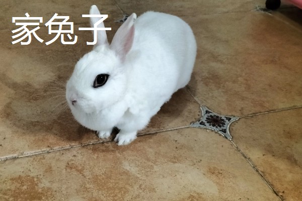 野兔子和家兔子的区别，其耳朵和外观均不同