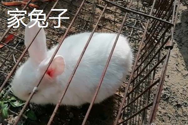 野兔子和家兔子的区别，其耳朵和外观均不同