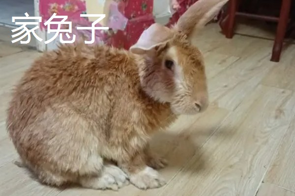野兔子和家兔子的区别，其耳朵和外观均不同