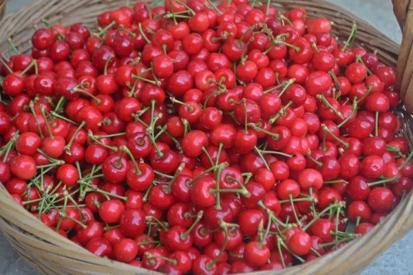 早红珠大樱桃品种介绍,原代号88-33-15