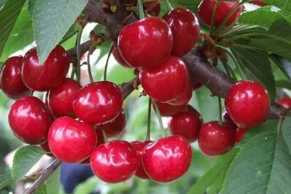 早红珠大樱桃品种介绍,原代号88-33-15