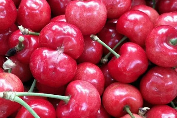 早红珠大樱桃品种介绍,原代号88-33-15