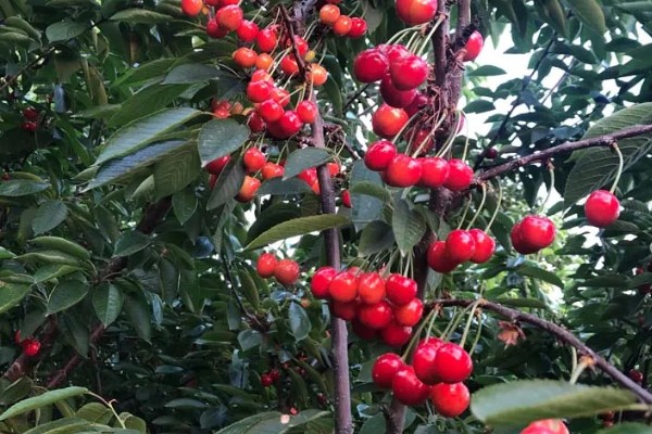 早红珠大樱桃品种介绍,原代号88-33-15