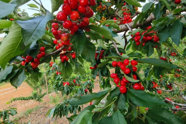 早红珠大樱桃品种介绍,原代号88-33-15