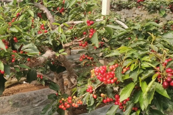 早红珠大樱桃品种介绍,原代号88-33-15