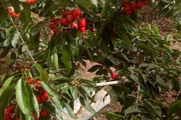 早红珠大樱桃品种介绍,原代号88-33-15