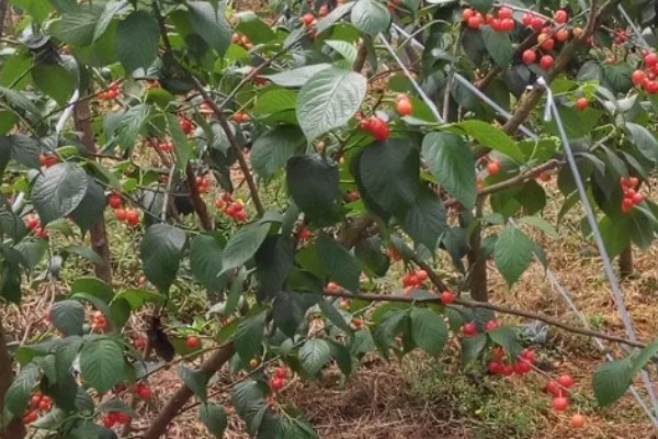 早红珠大樱桃品种介绍,原代号88-33-15