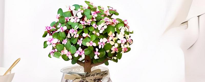 金枝玉叶可以水培吗，可以水培但不能长期水培