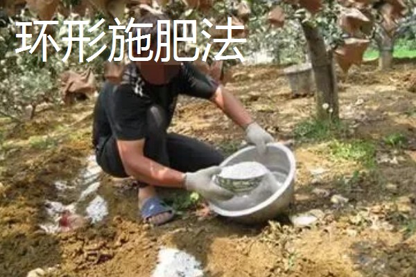 果树施肥的部位，以树冠投影边缘或梢边部位为主