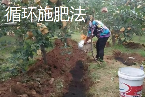 果树施肥的部位，以树冠投影边缘或梢边部位为主