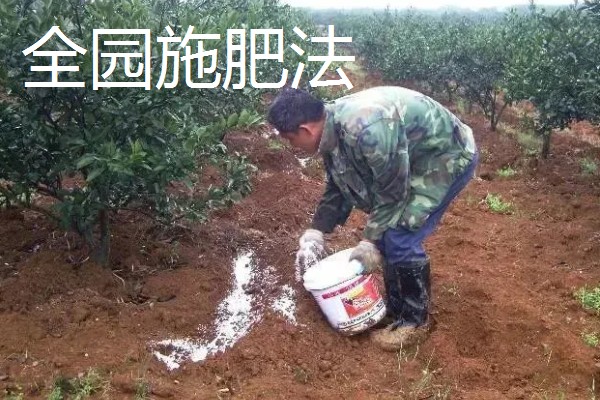 果树施肥的部位，以树冠投影边缘或梢边部位为主