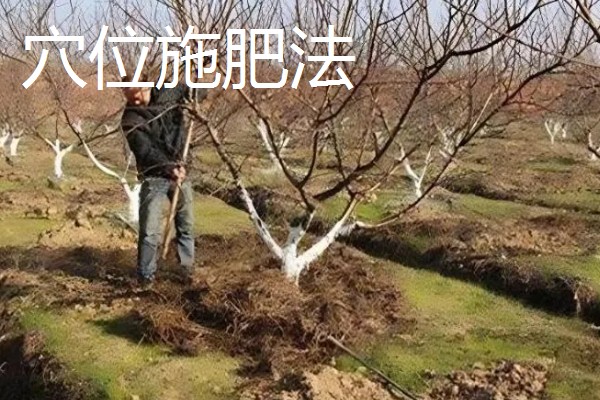 果树施肥的部位，以树冠投影边缘或梢边部位为主