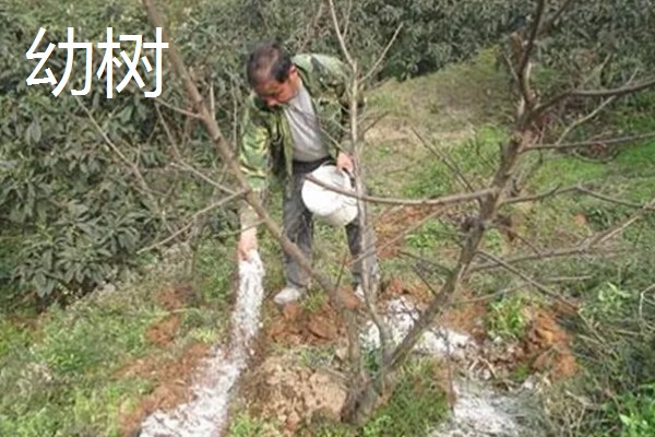 果树施肥的部位，以树冠投影边缘或梢边部位为主