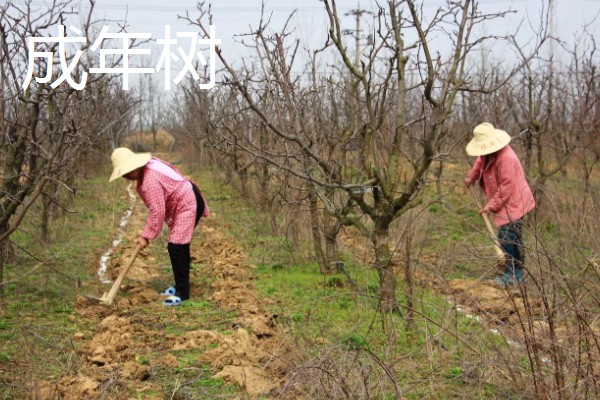 果树施肥的部位，以树冠投影边缘或梢边部位为主