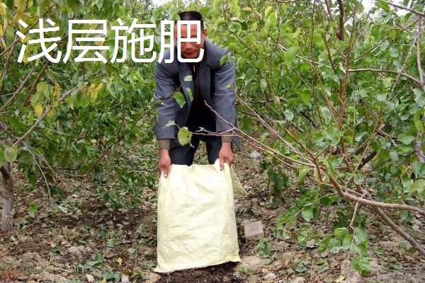 果树施肥的部位，以树冠投影边缘或梢边部位为主