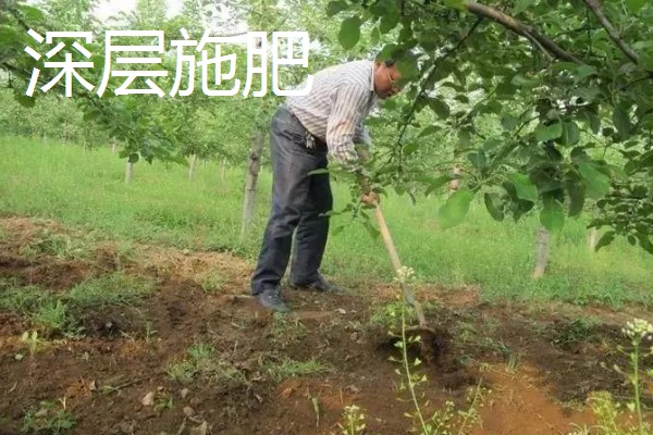 果树施肥的部位，以树冠投影边缘或梢边部位为主