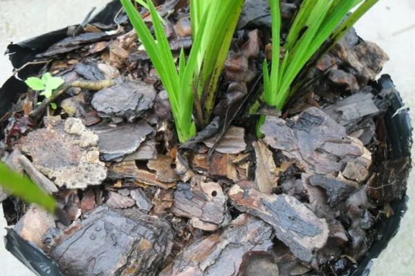 纯树皮用来养兰花好不好,是不好的