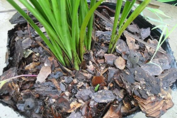 纯树皮用来养兰花好不好,是不好的