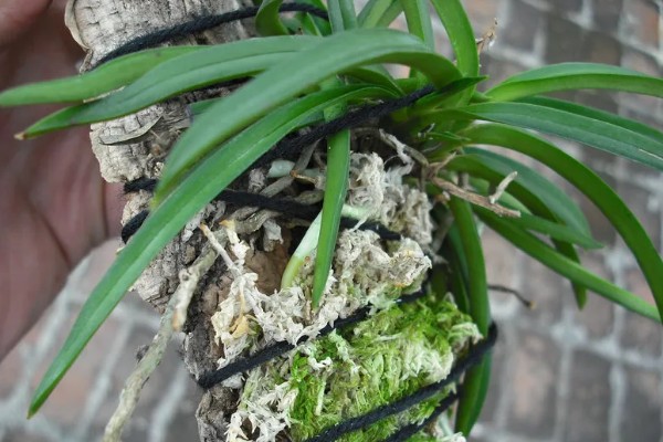 纯树皮用来养兰花好不好,是不好的