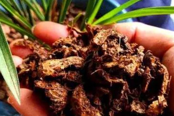 纯树皮用来养兰花好不好,是不好的