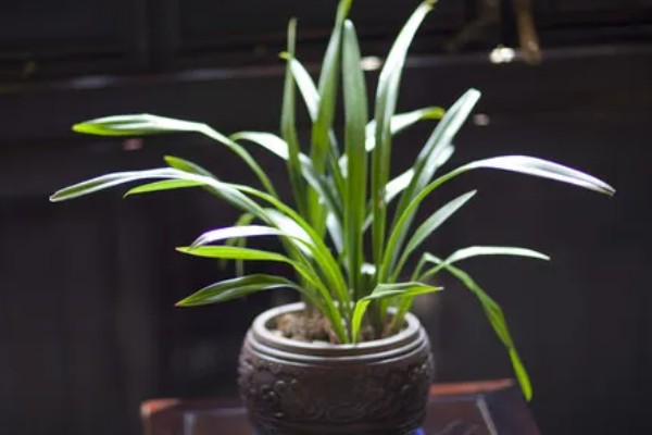 纯树皮用来养兰花好不好,是不好的