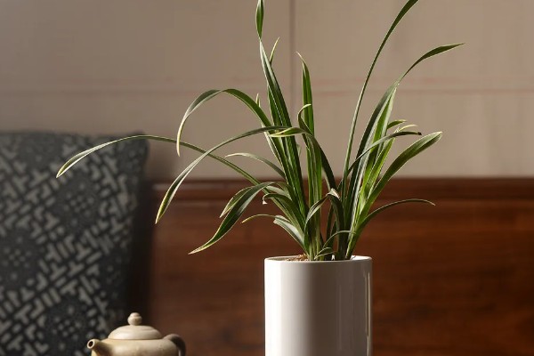 纯树皮用来养兰花好不好,是不好的