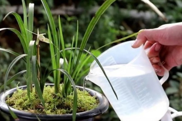 纯树皮用来养兰花好不好,是不好的