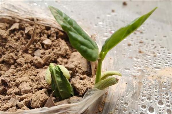 四棱豆如何栽培，播种时在定植穴中放入2-3粒种子