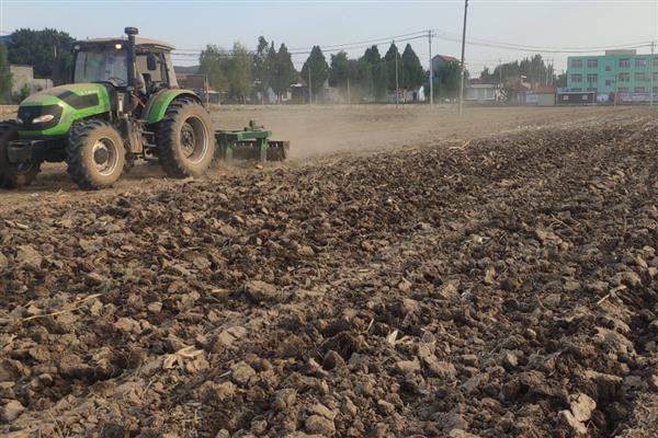 四棱豆如何栽培，播种时在定植穴中放入2-3粒种子