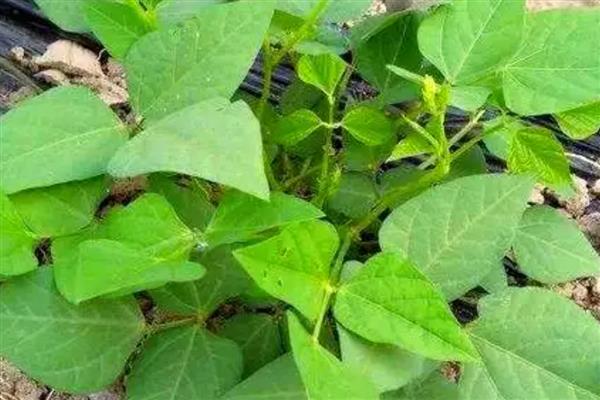 四棱豆如何栽培，播种时在定植穴中放入2-3粒种子