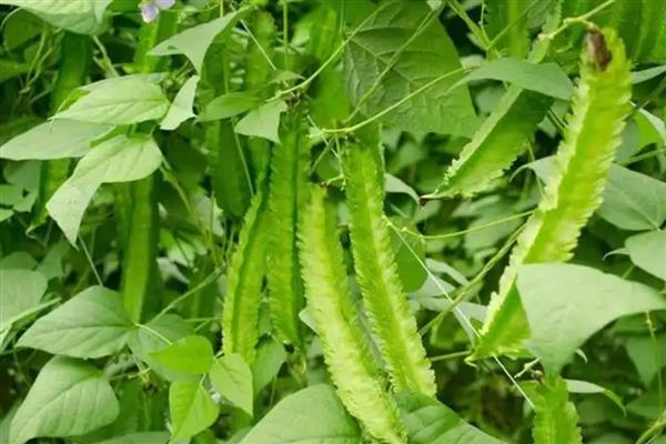 四棱豆如何栽培，播种时在定植穴中放入2-3粒种子