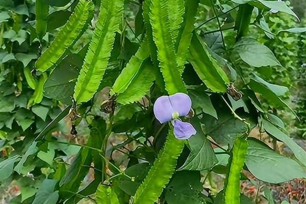 四棱豆如何栽培，播种时在定植穴中放入2-3粒种子