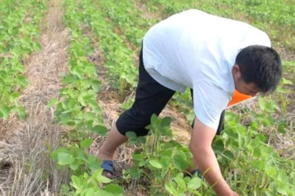 大豆叶面喷施尿素的浓度，需根据生长阶段调整喷施浓度