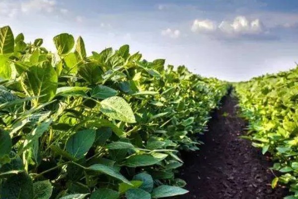 大豆叶面喷施尿素的浓度，需根据生长阶段调整喷施浓度