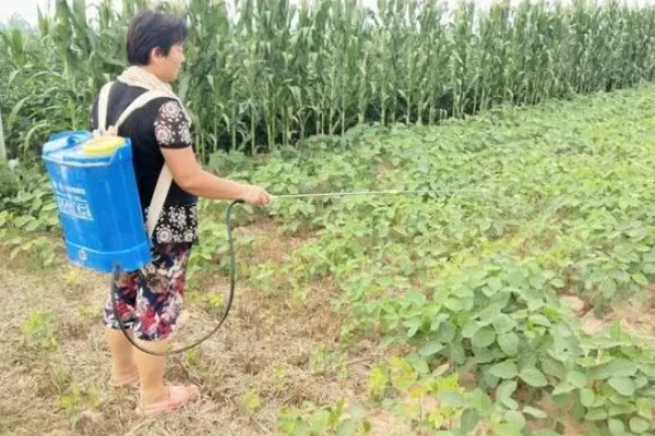 大豆叶面喷施尿素的浓度，需根据生长阶段调整喷施浓度