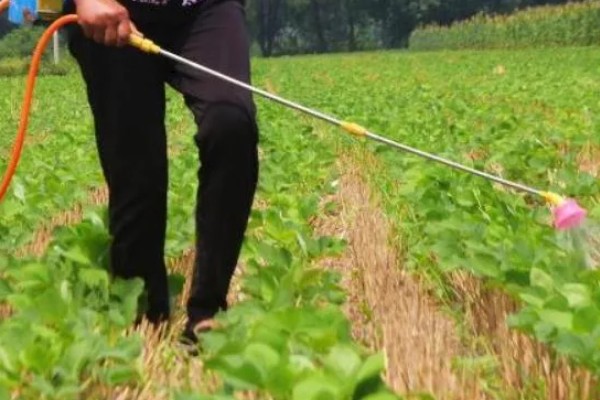 大豆叶面喷施尿素的浓度，需根据生长阶段调整喷施浓度