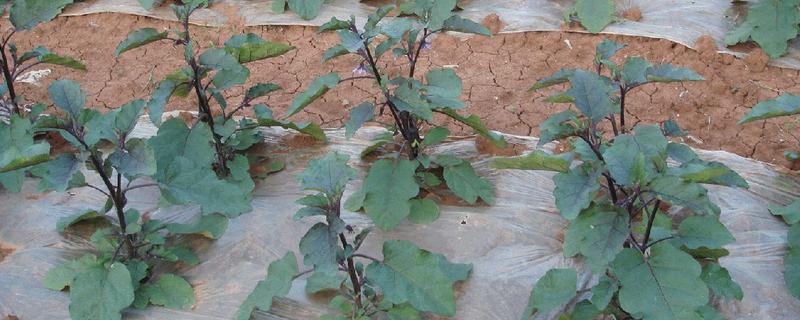 茄子的种植与管理技术，定植地要施足基肥