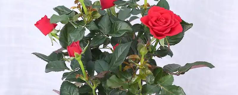 玫瑰花的过冬方法，将养殖环境的温度控制在10℃以上