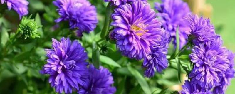 翠菊的播种方法，行距保持在8-9厘米