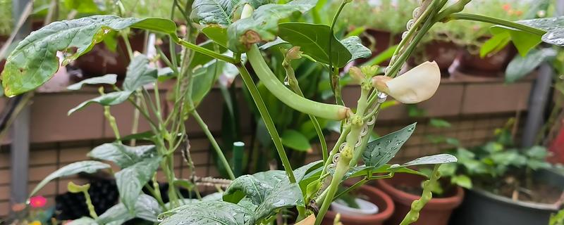 阳台种豆角要授粉吗，无需人工授粉