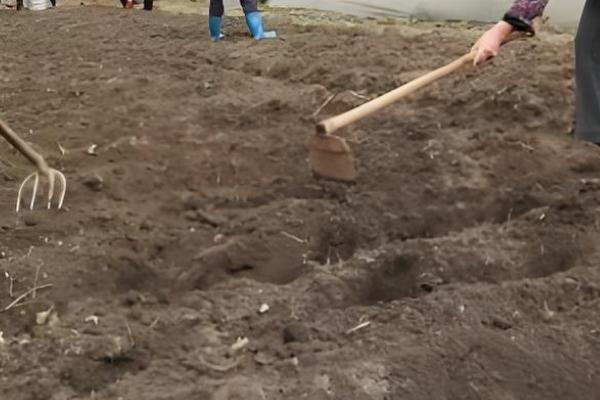 大头菜的种植技术，春、秋两季均能进行