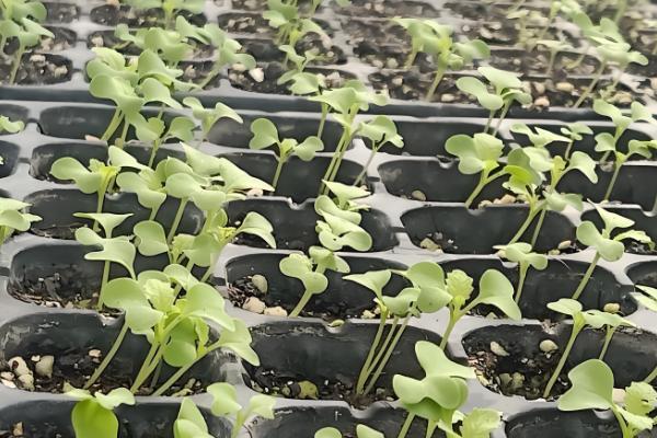 大头菜的种植技术，春、秋两季均能进行