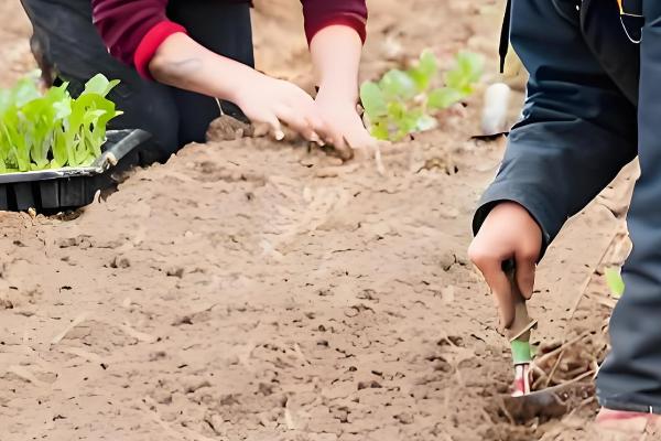 大头菜的种植技术，春、秋两季均能进行